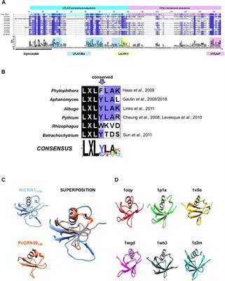 RiCRN1, a Crinkler Effector From the Arbuscular Mycorrhizal Fungus Rhizophagus irregularis, Functions in Arbuscule Development